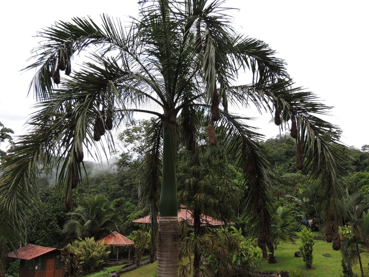 Pacuare River Lodge Bajo Tigre Екстер'єр фото